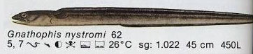 Gnathophis nystromi